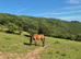 TB x Welsh D yearling colt