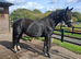 Roxy Registered Hackney Ride & Drive mare