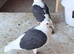 Black Sadle breeding pair with baby