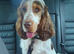 Cocker spaniel puppies from health tested parents