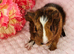 Baby sow available
