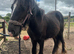 11mth gelding to make 14.2/3