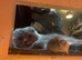 Beautiful 1y old female blue tortoise shell scottish fold needs new home