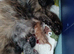 Kittens for sale