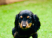 Miniature long haired dachshund