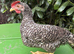 Striking Olive Egger Cockerel - Ultimate Rainbow Basket Sire!