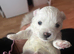 Beautiful Maltese Puppies Looking for Loving Homes