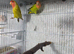 Lovebirds