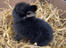 Rabbits