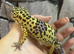 Birthday Surprise - Full 2ft Set Up + free Leopard Gecko under £100
