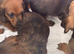 Long & Short Haired Sable over Cream Dachshund puppies