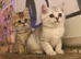 Full Pedigree Kittens