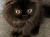 Registered pedigree Persian Female kitten