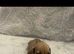 Miniture dachshund