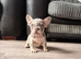 Beautiful French bulldog pups