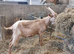 Golden Guernsey billy goat