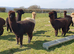 Friendly male alpacas &pound;500 + VAT each