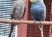 Breeding Pair of budgies