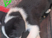 5 border collie puppies