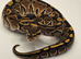 Special 100% het Axanthic TSK