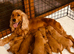7 handsome cockapoo boys looking for there forever homes