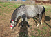 11.2 4 yr old mare