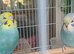 Pair of baby hen budgies