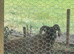 Shetland ram aged