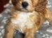 Adorable F1 Cockapoo Puppies 4 Boys & 2 Girls Available