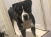 American Bulldog Mix