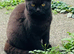 British longhair cats