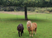 2 year old miniature sheltand pony stallion