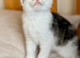 Adorable Kittens Looking for Loving Homes