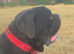 Beautiful Cane Corso