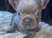 Litter of French bulldogs