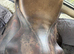 Frank Baines Eclipse 17.5” W GP Saddle
