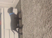 Labx staff puppy
