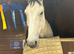 Monty 17.2 8yo Irish sports x warmblood