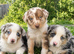 Gorgeous collie puppies