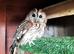 3 x Tawny Owls for Sale