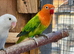 Green opaline