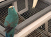 Bonded pair of kakarikis male and female 6 months old