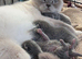 Stunning BSH kittens READY NOW!