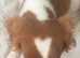 King Charles spaniel