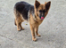 German shepherd