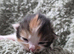 Kitten