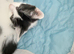 Maine coon mix Mum Mum's calico dad's a Maine coon