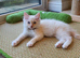 Very Beautiful GCCF Registered Ragdoll Kittens.
