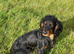 Kennel club FTCH Working cocker spaniel puppies