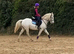 Grey Appaloosa British riding pony